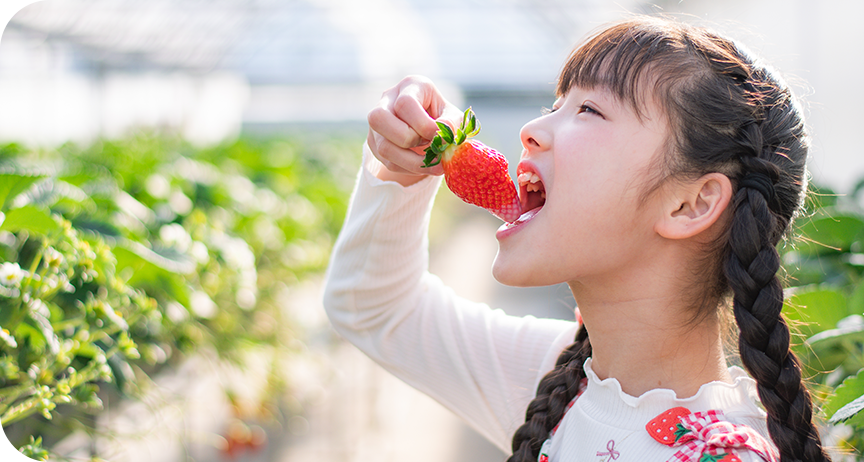 女の子がいちごを食べている写真